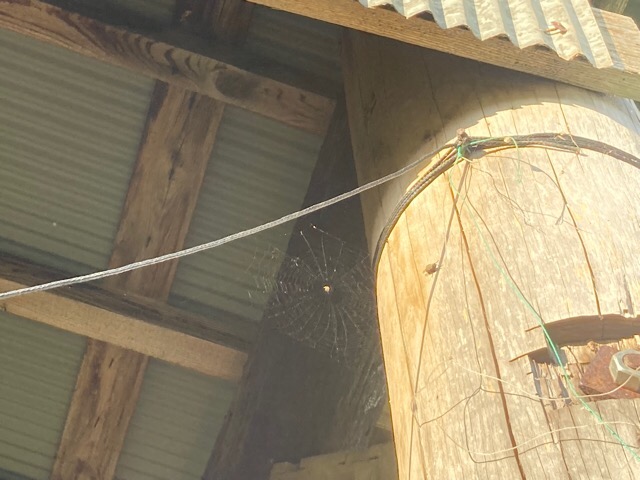 イツィービツィー