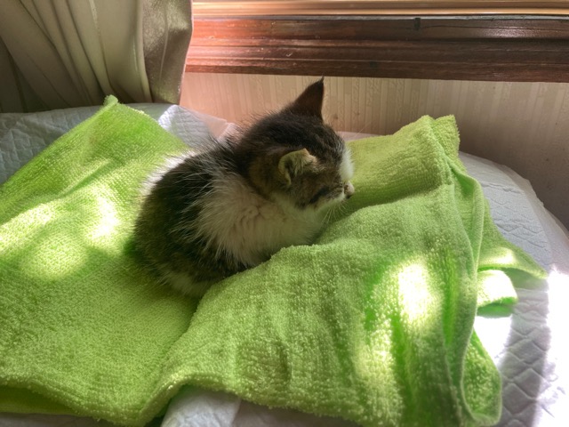 父と娘のスローライフハック