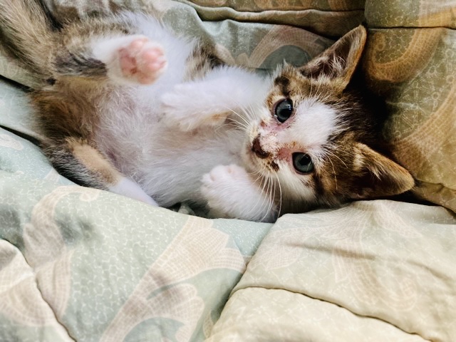 父と娘のスローライフハック【猫と虫下し】